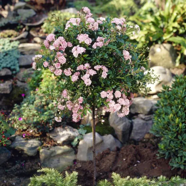Standard Rose Pink