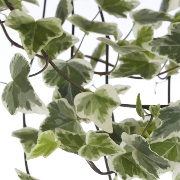 Hedera White Wonder Visioen