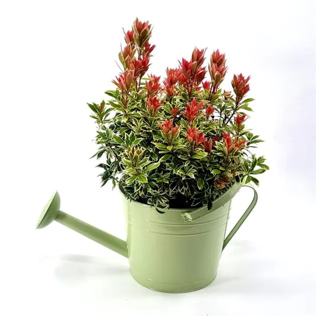 Bloempot Gieter groen V2
