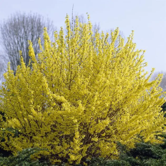Forsythia Minigold