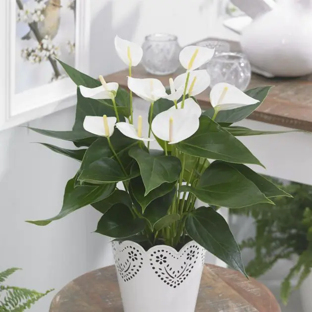 Anthurium Elido