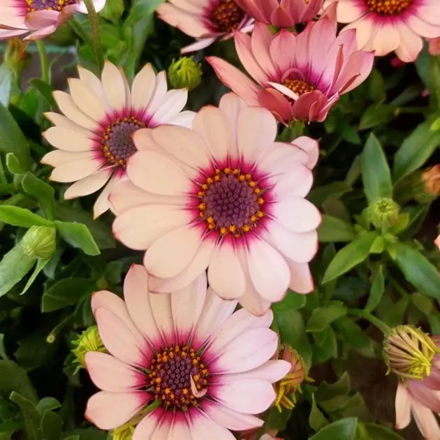 Osteospermum Purple and White