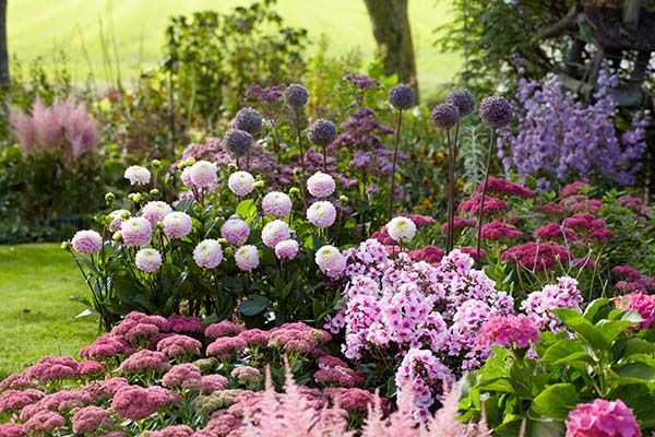 Bulbos de flores